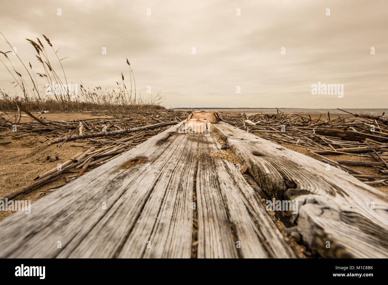 Horseshoe crab on washed up boardwalk Stock Photo Alamy