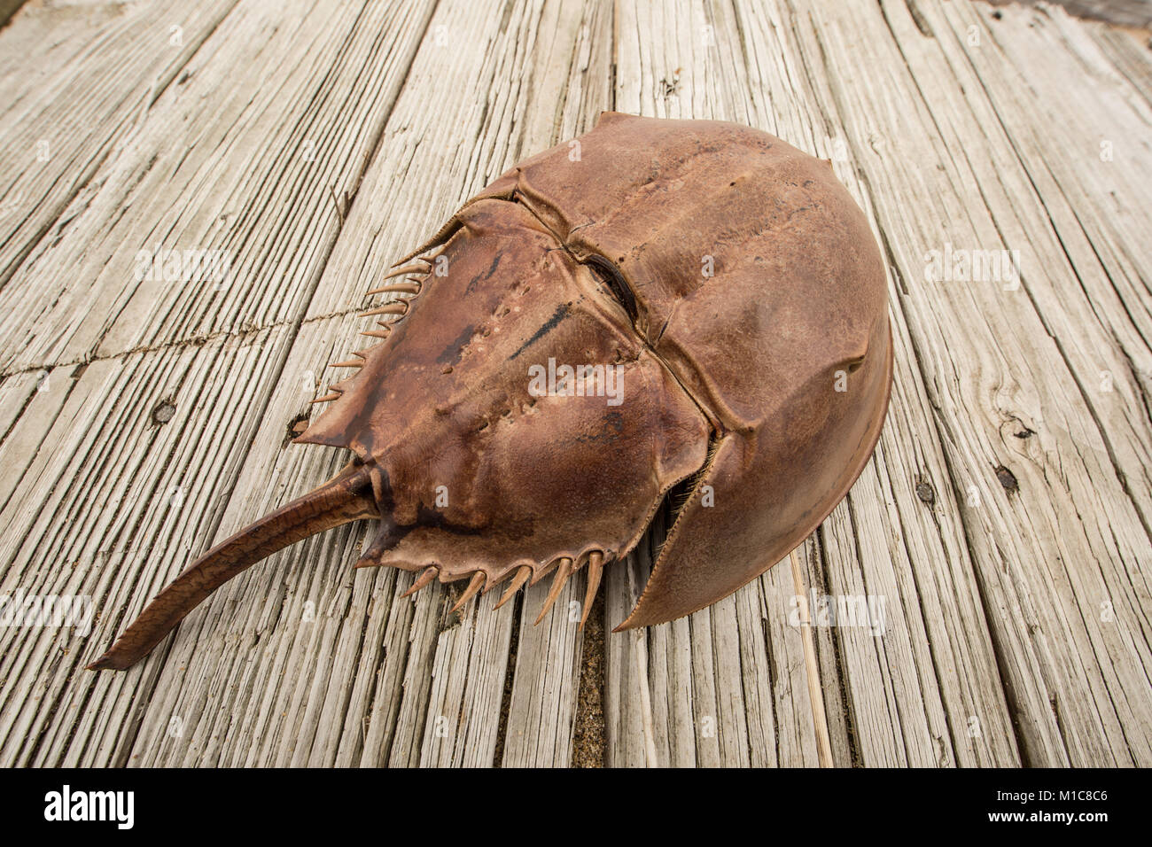 Horseshoe crab on washed up boardwalk Stock Photo Alamy