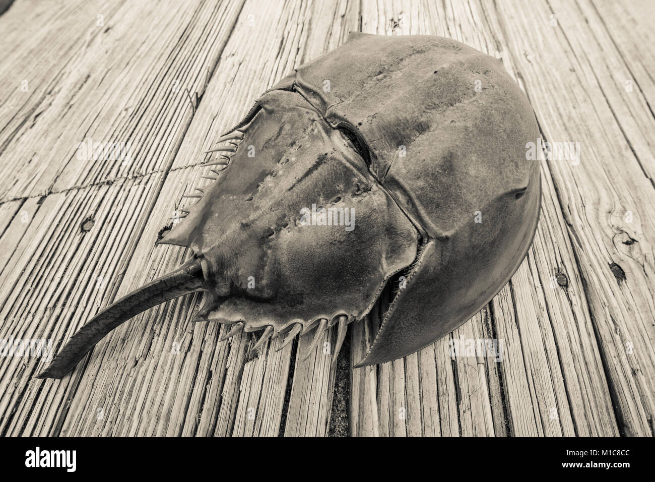 Horseshoe crab on washed up boardwalk Stock Photo Alamy