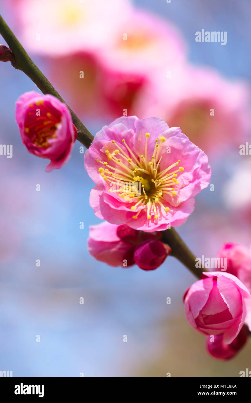 Plum blossoms, Japan Stock Photo Alamy