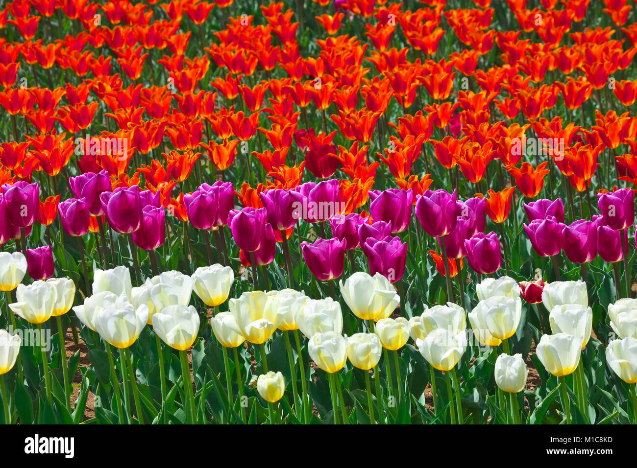 Tulip field, Japan Stock Photo Alamy