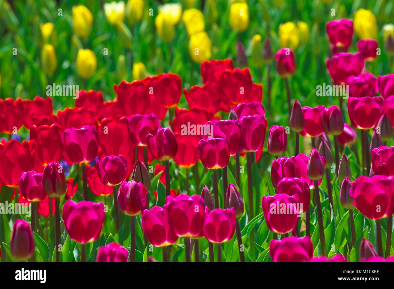 Tulip field, Japan Stock Photo