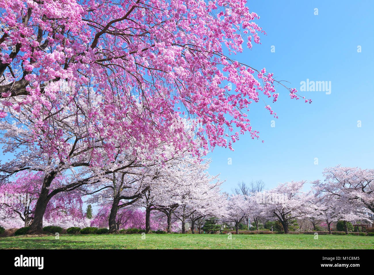 Cherry blossoms in full bloom, Japan Stock Photo Alamy