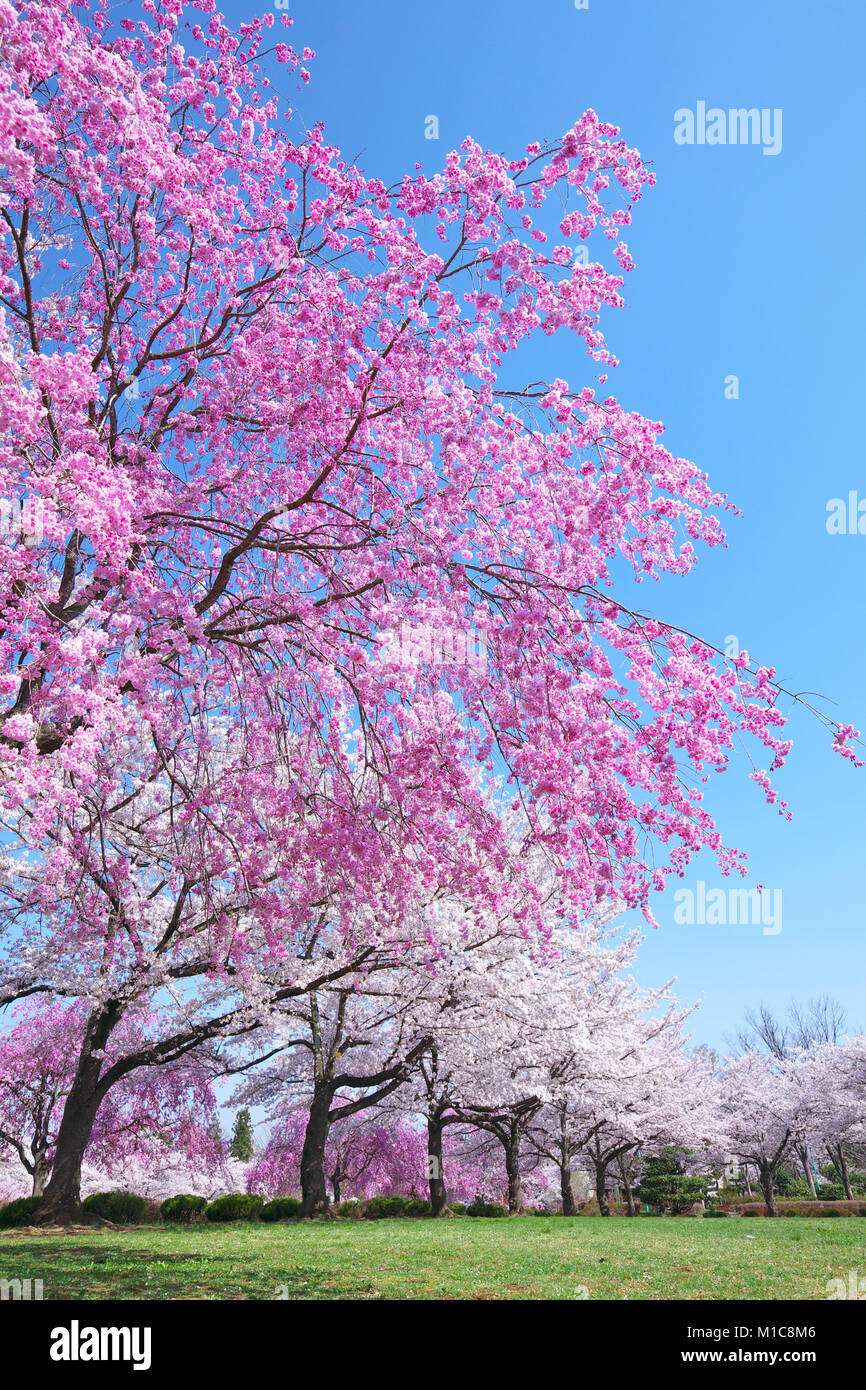 Cherry blossoms in full bloom, Japan Stock Photo - Alamy