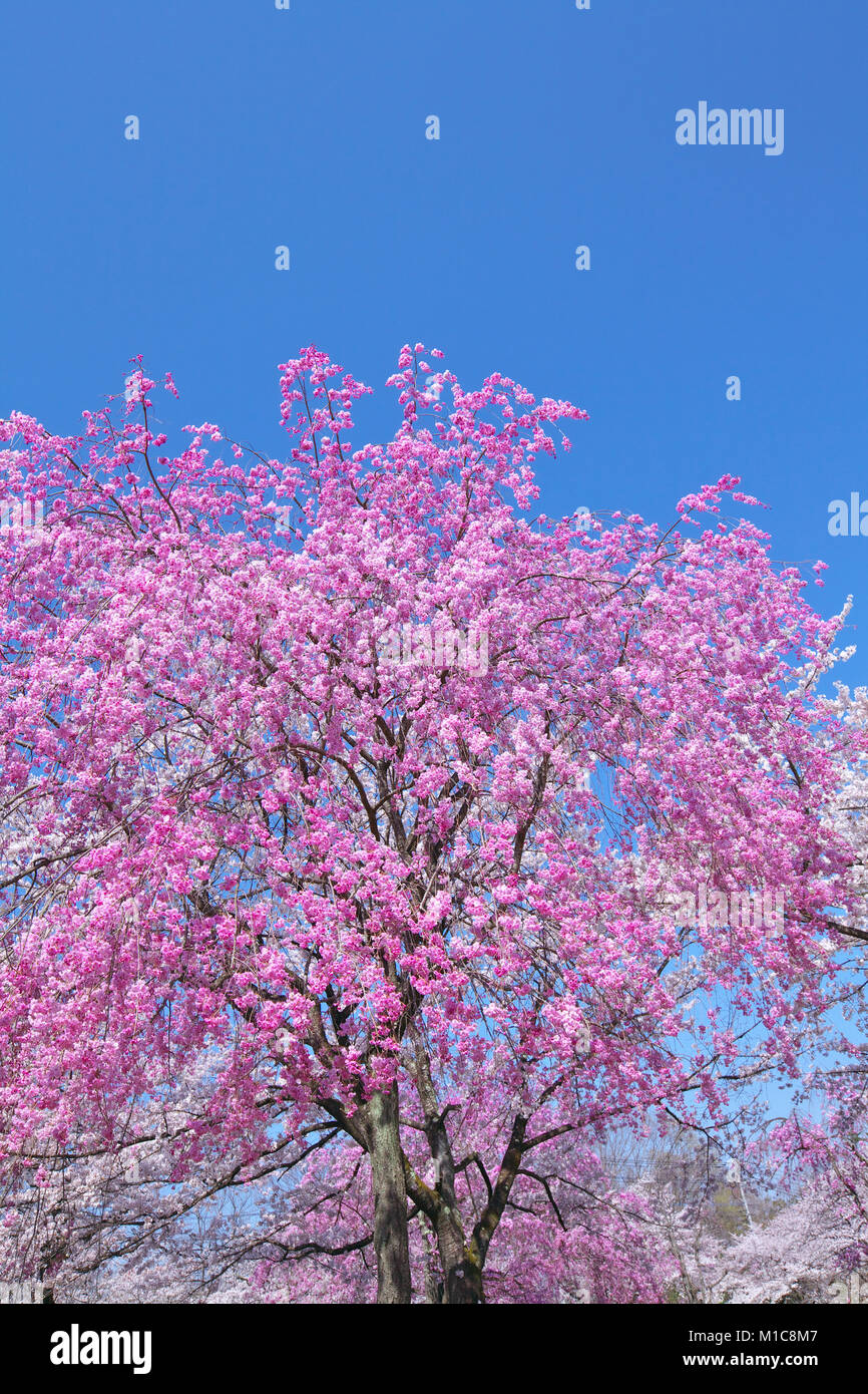 Cherry blossoms in full bloom, Japan Stock Photo Alamy