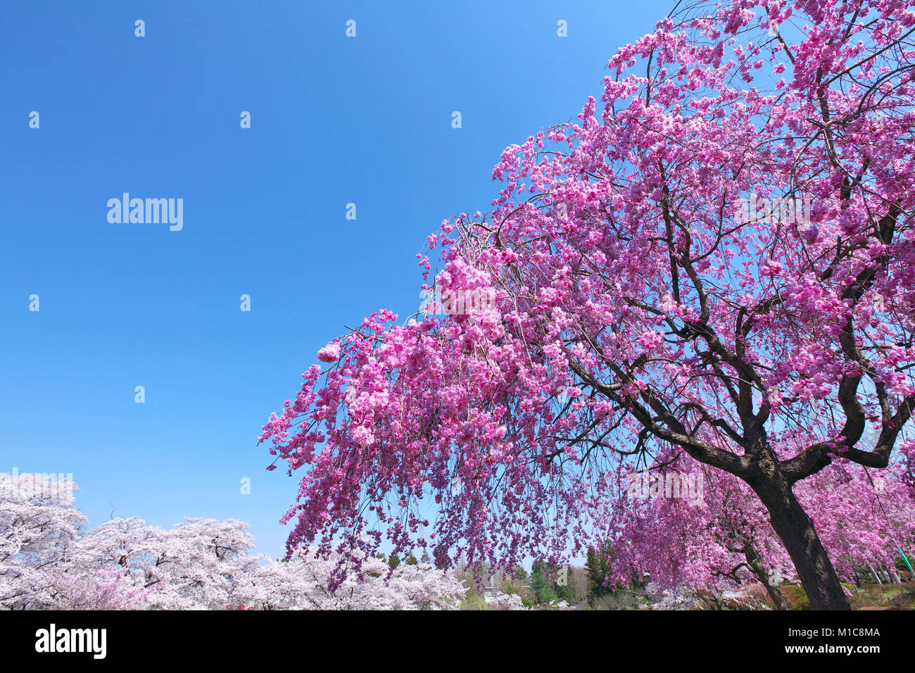 Cherry blossoms in full bloom, Japan Stock Photo Alamy