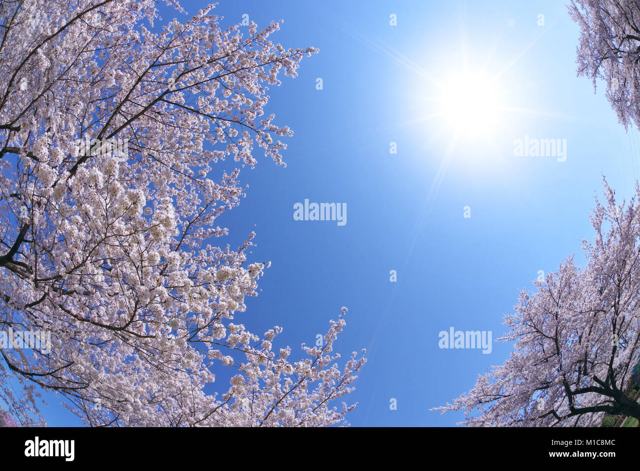 Cherry blossoms in full bloom, Japan Stock Photo Alamy