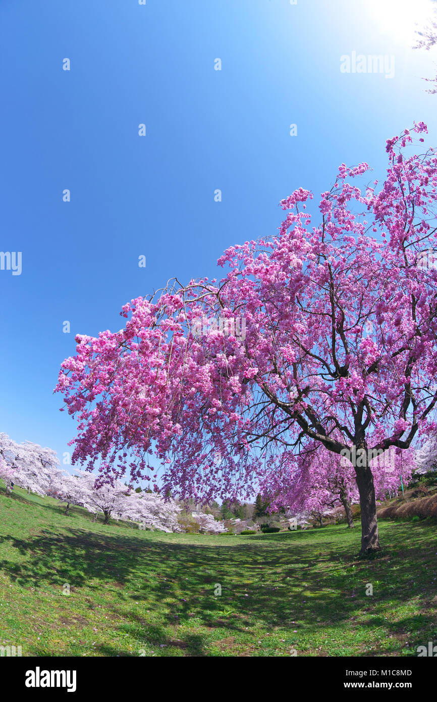 Cherry blossoms in full bloom, Japan Stock Photo - Alamy