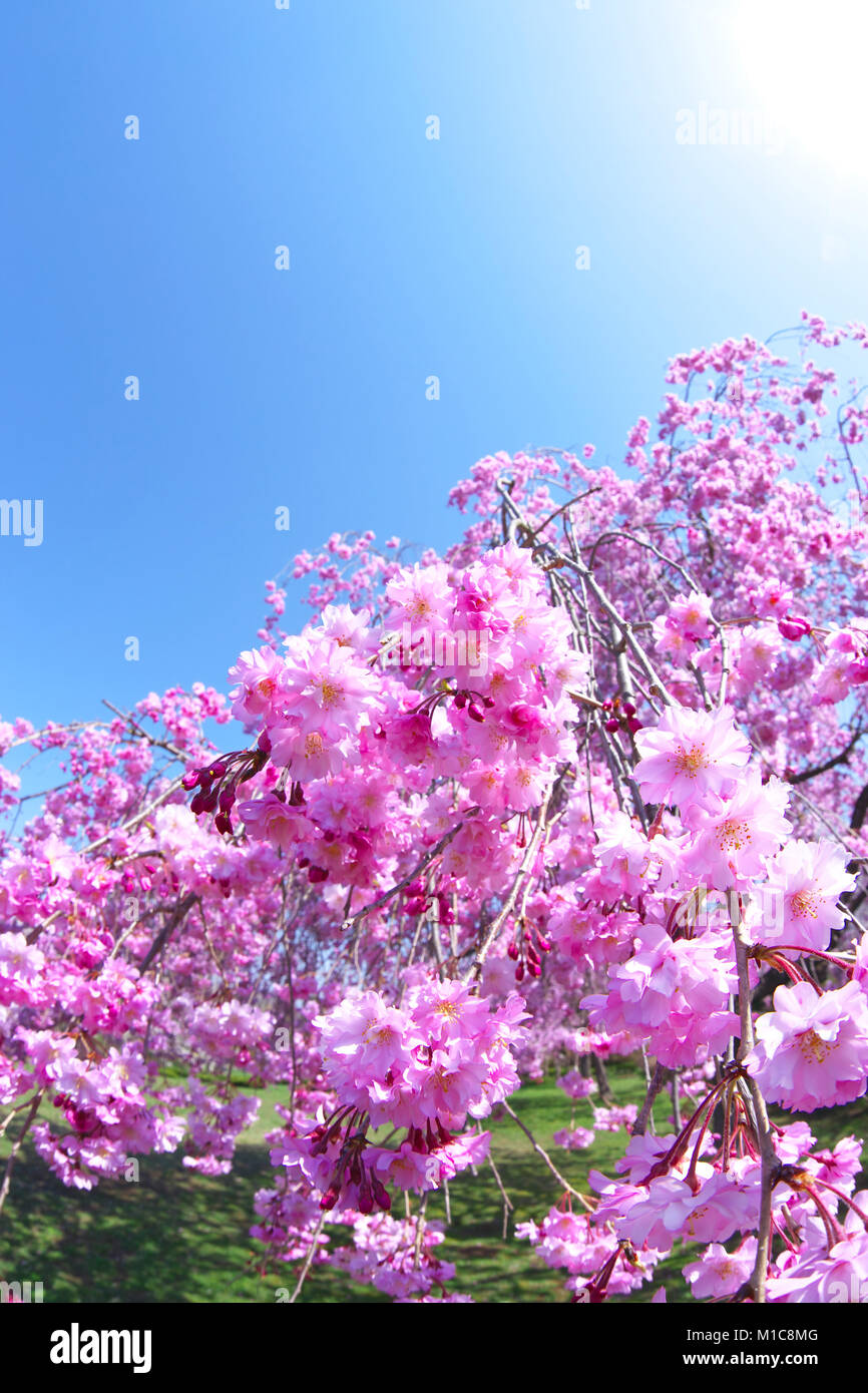 Cherry blossoms in full bloom, Japan Stock Photo - Alamy