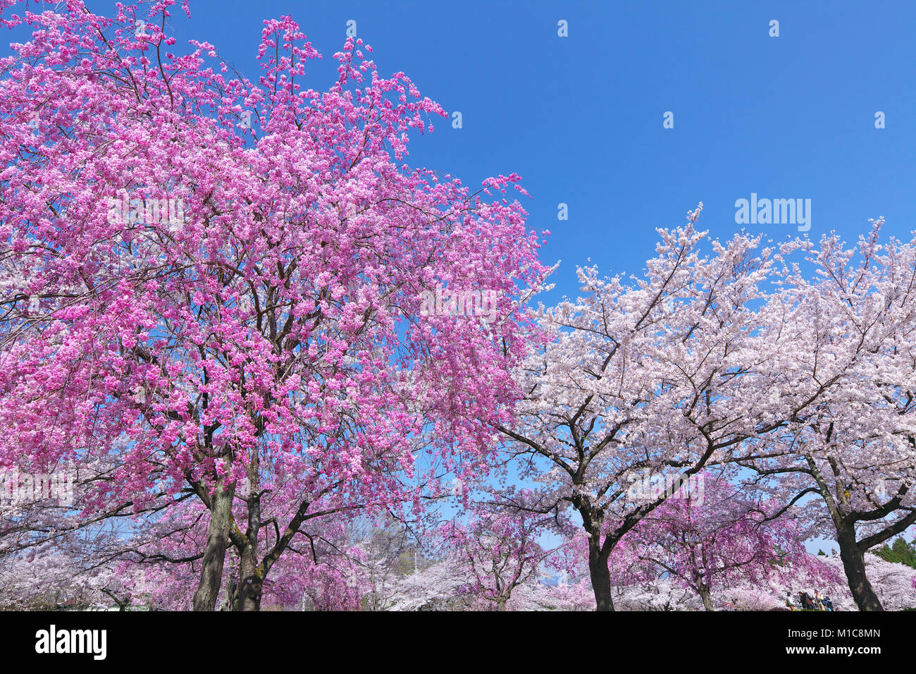 Cherry blossoms in full bloom, Japan Stock Photo Alamy