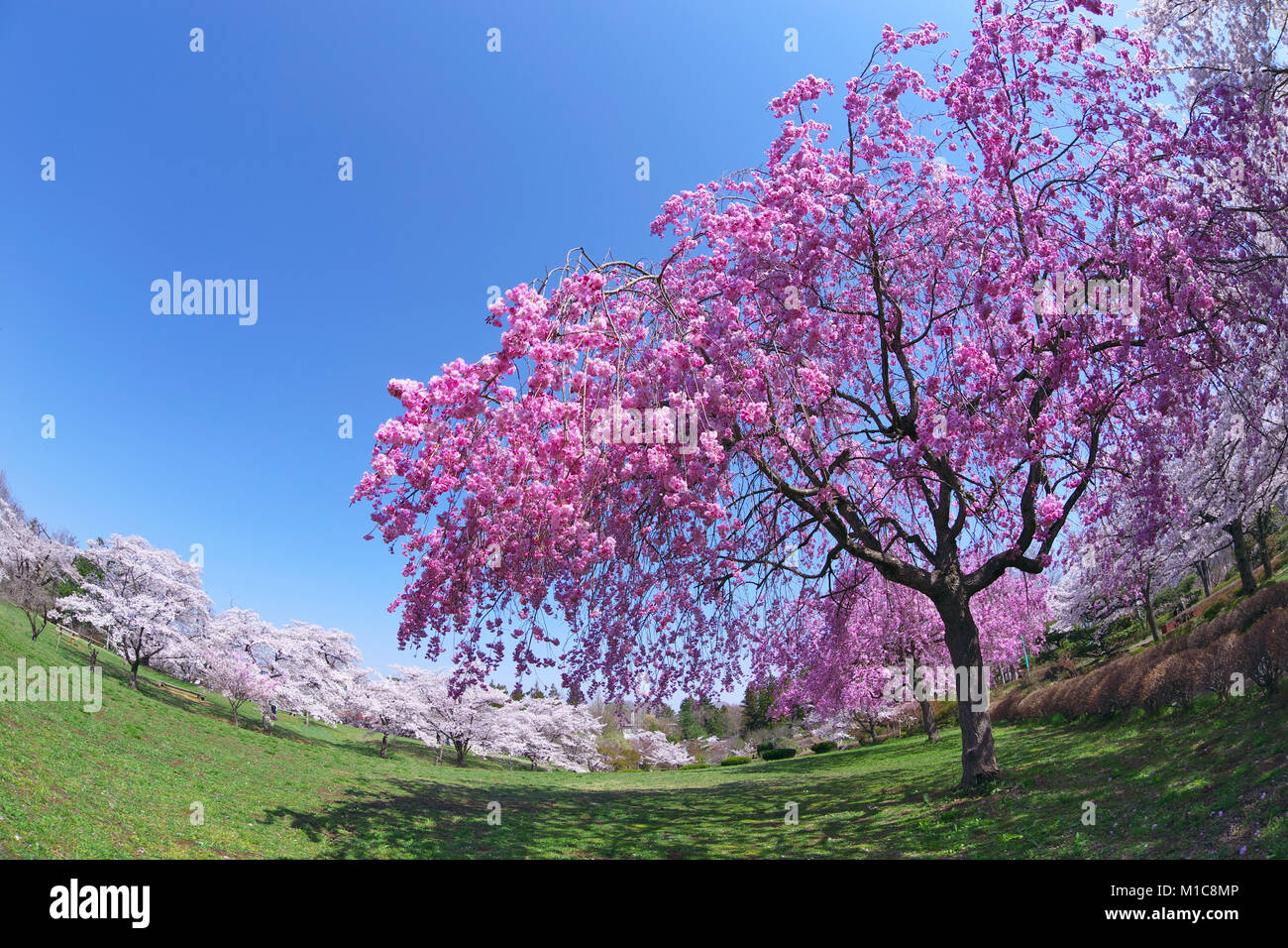 Cherry blossoms in full bloom, Japan Stock Photo - Alamy