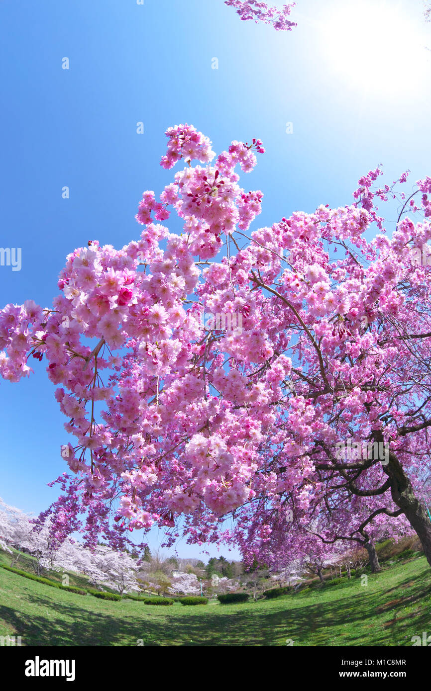 Cherry blossoms in full bloom, Japan Stock Photo - Alamy