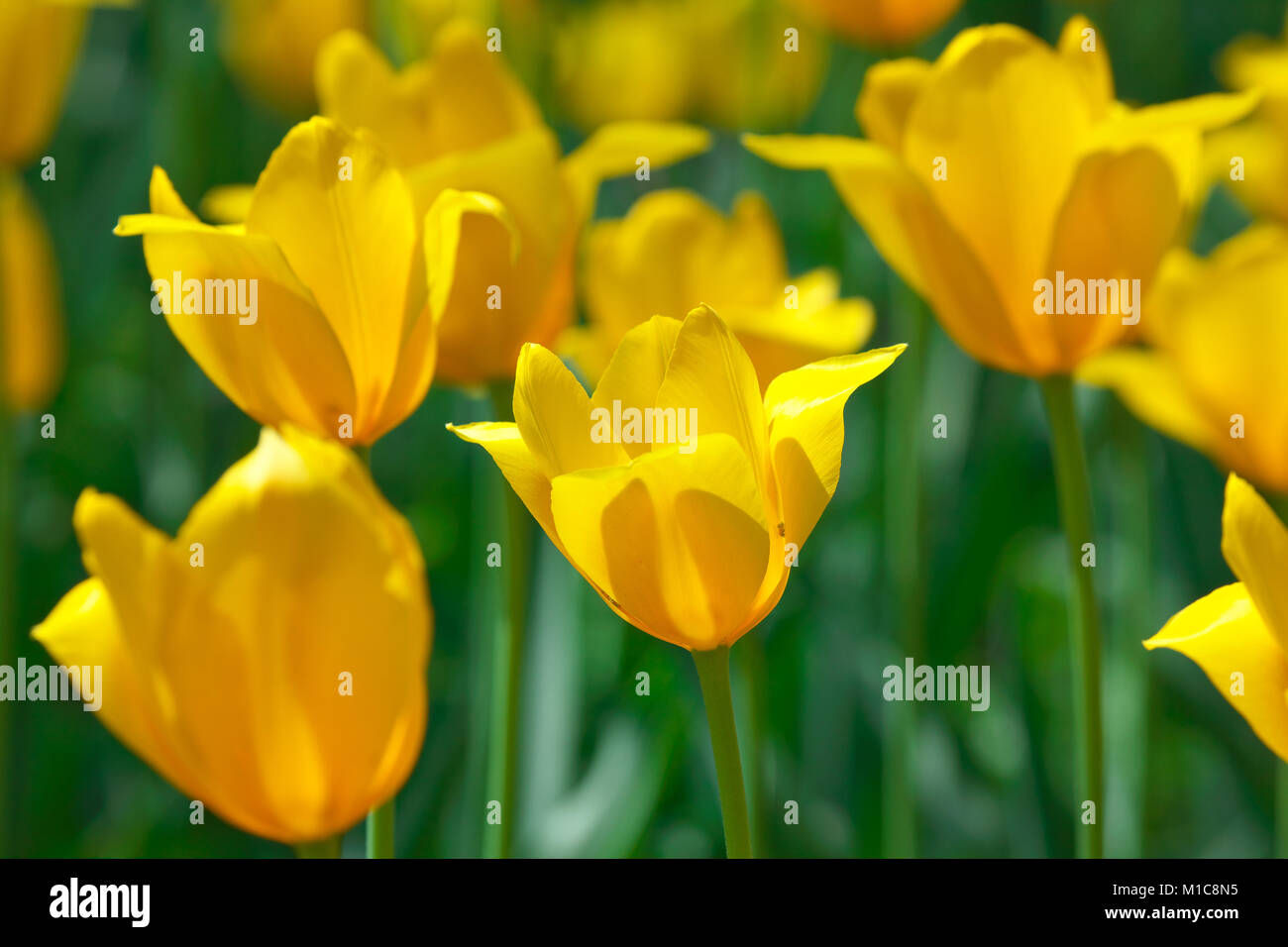Tulip field, Japan Stock Photo Alamy