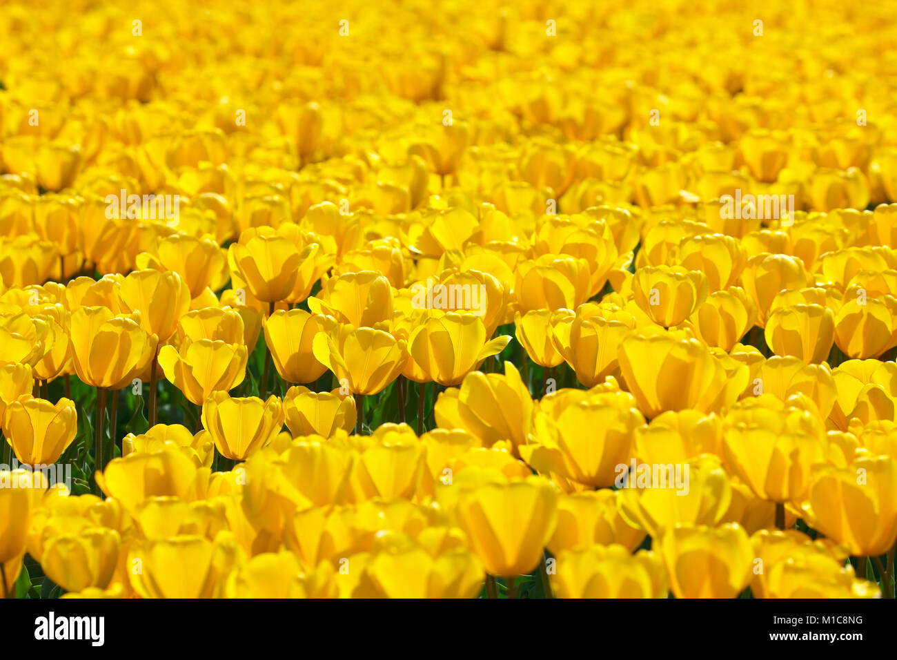 Tulip field, Japan Stock Photo Alamy