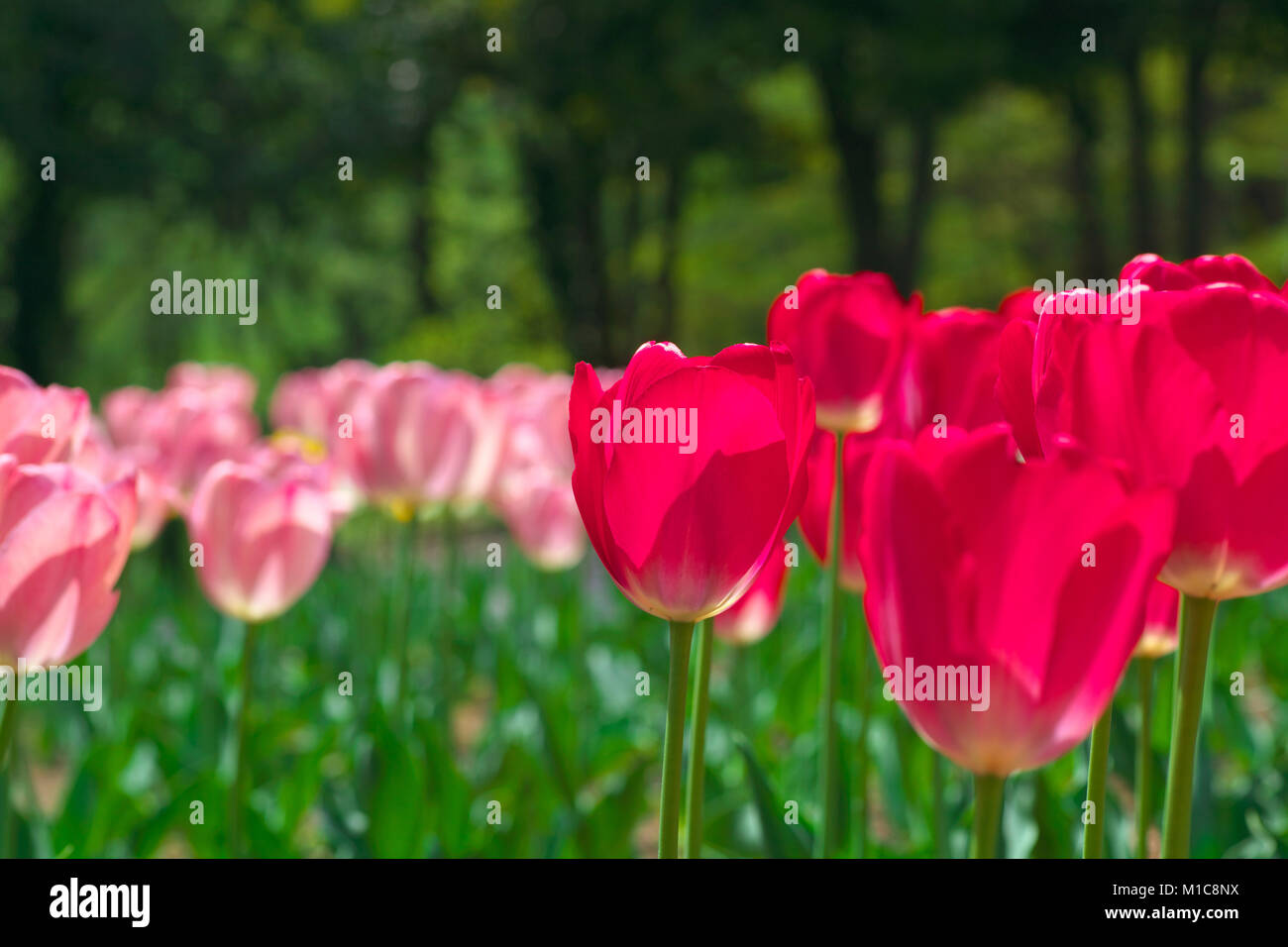 Tulip field, Japan Stock Photo Alamy