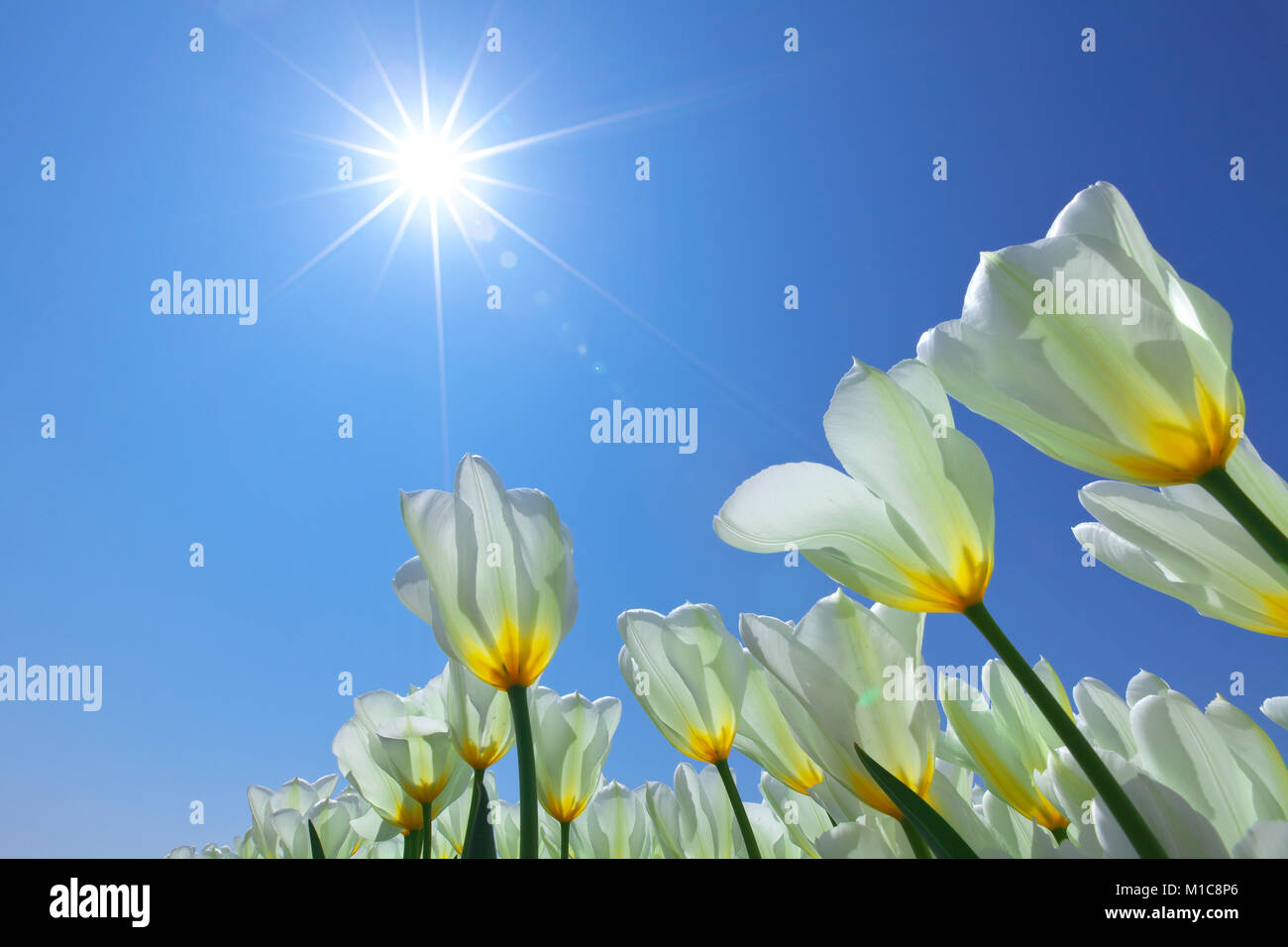 Tulip field, Japan Stock Photo Alamy