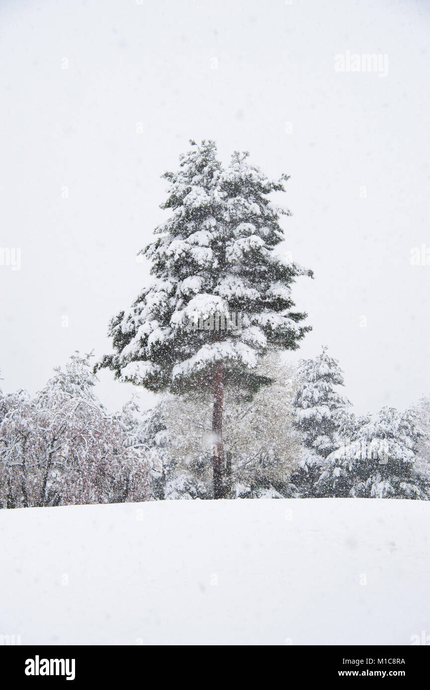 Snow at Sesso park, Nagano Prefecture, Japan Stock Photo
