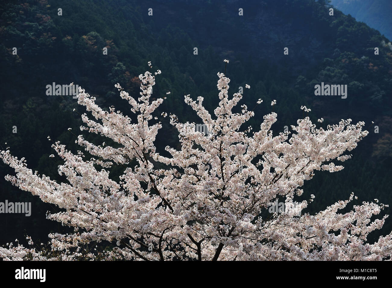 Cherry blossoms in full bloom, Japan Stock Photo