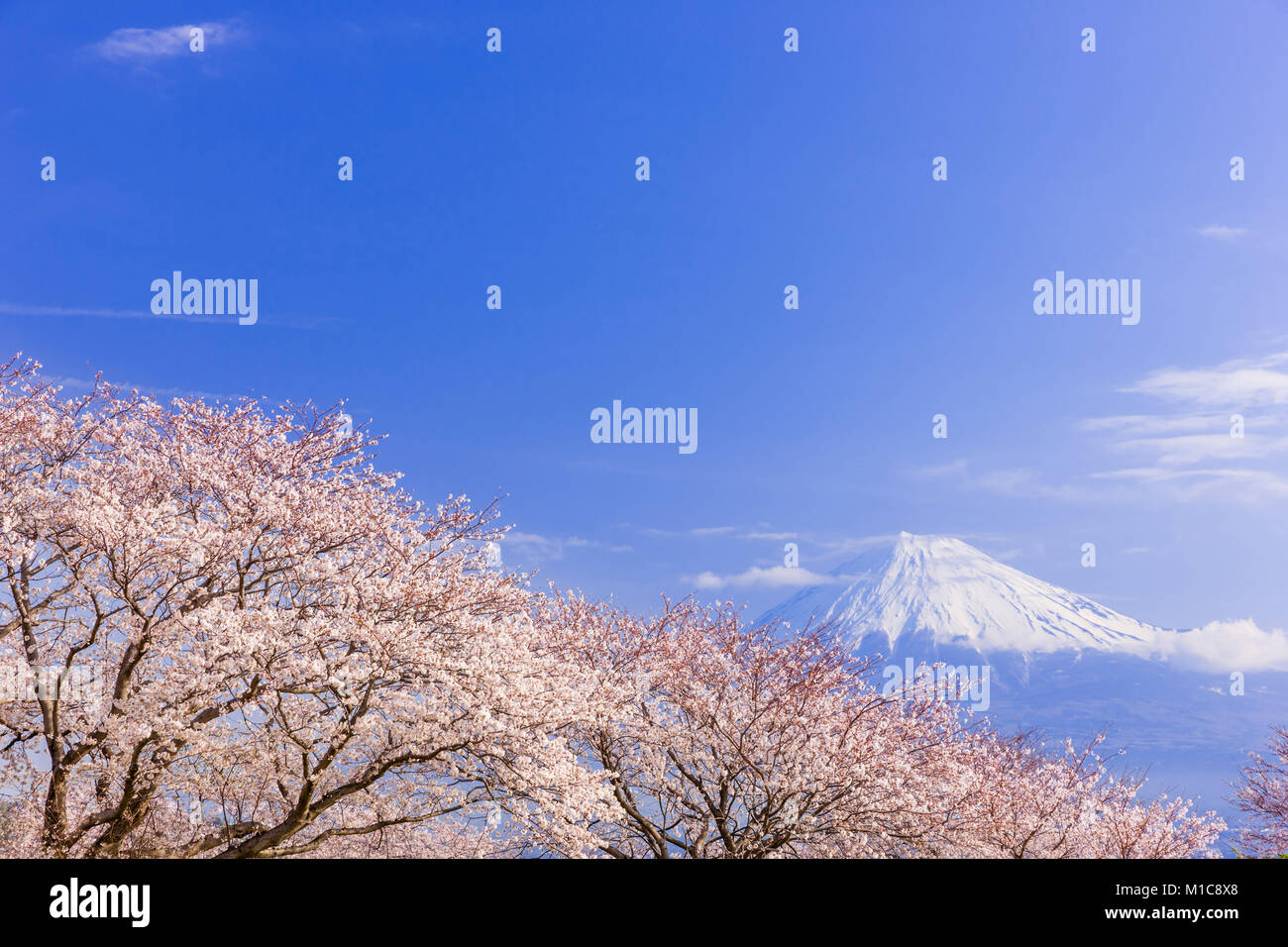 Mount Fuji and cherry blossoms, Shizuoka Prefecture, Japan Stock Photo