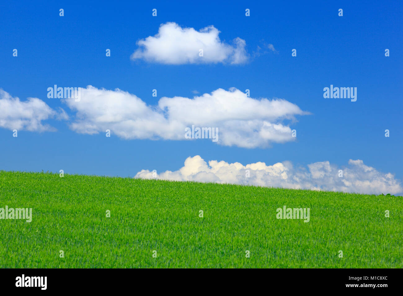 Wheat field, Hokkaido, Japan Stock Photo Alamy