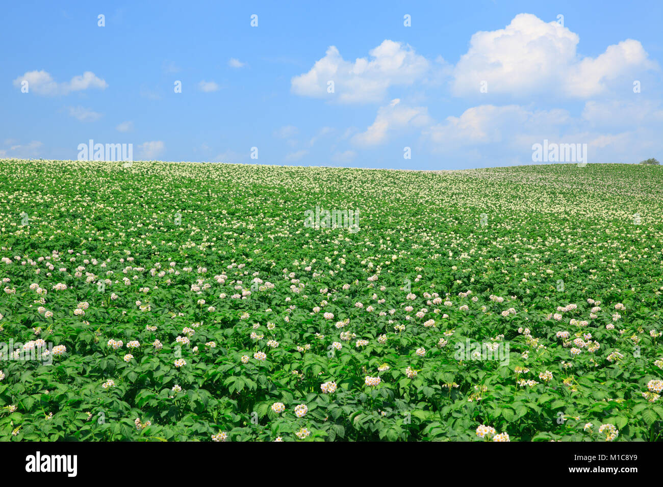 Potato field, Hokkaido, Japan Stock Photo Alamy