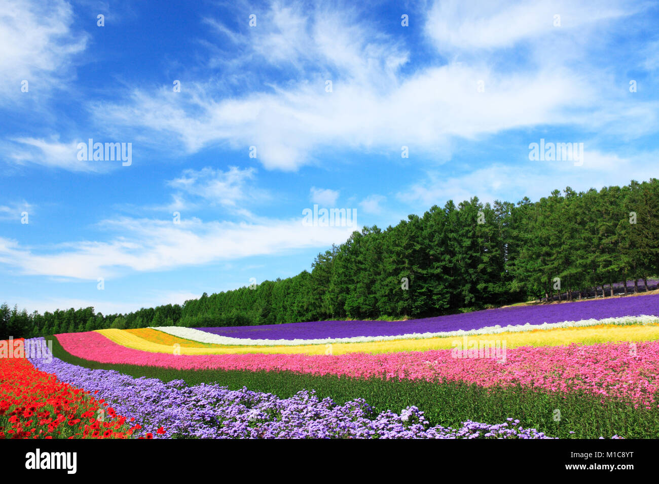 Flower field, Hokkaido, Japan Stock Photo Alamy