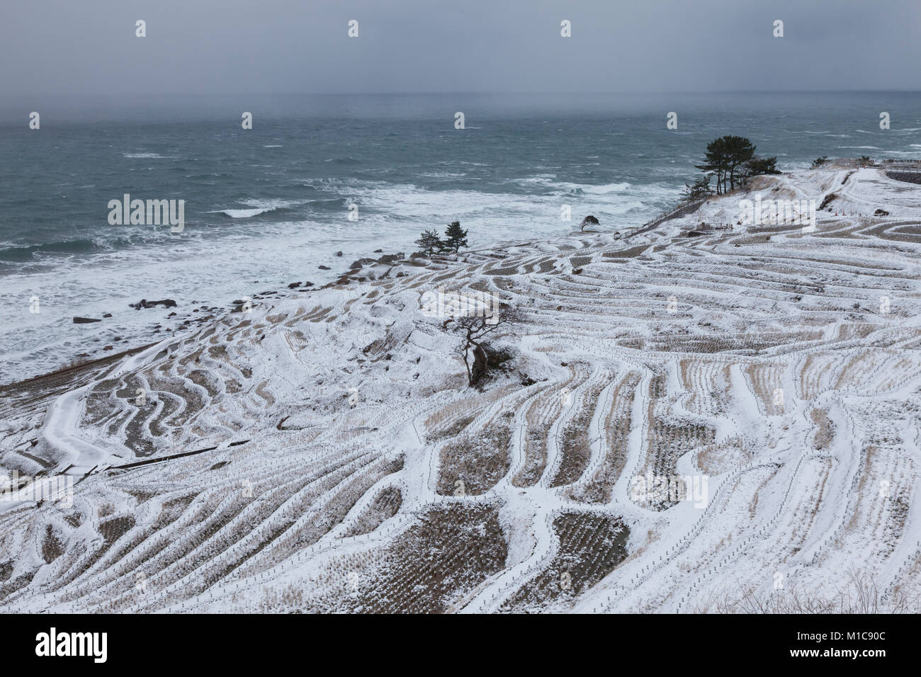 Rice paddies covered in snow, Ishikawa Prefecture, Japan Stock Photo