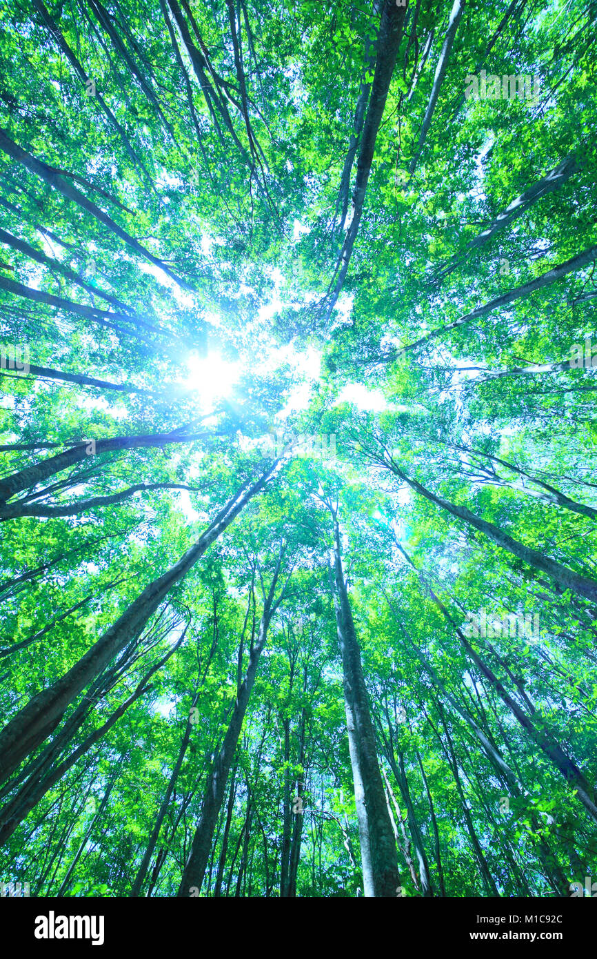 Green forest, Japan Stock Photo Alamy