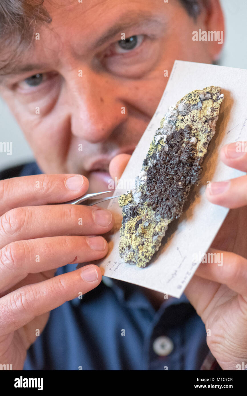 The lichens expert, biologist Oliver Duerhammer presents a Silicate rock with the lichen Rhizocarpon geographicum and Parmelia omphalodes in Pentling, Germany, 19 January 2018. Lichens are important bioindicators of air pollution and climate change. Photo: Armin Weigel/dpa Stock Photo
