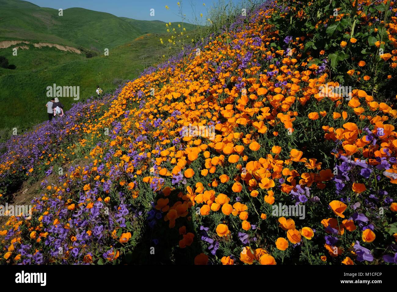 Chino Hills, California, USA. 12th Mar, 2017. With the wettest winter California has seen in years, wild flowers are blooming across the south land including Chino Hills, foothills of the Santa Ana Mountains, where a carpet of orange poppies have sprung up in the now lush green state park. The poppy is the California state flower. Chino Hills State Park, a natural open-space area in the hills of Santa Ana Canyon near Riverside, is a critical link in the Puente-Chino Hills biological corridor. It encompasses stands of oaks, sycamores and rolling, grassy hills that stretch nearly 31 miles, from Stock Photo