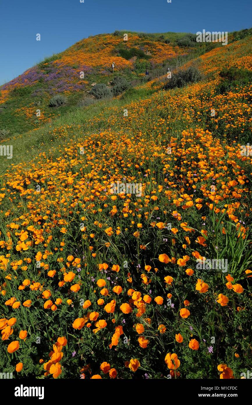 Chino Hills, California, USA. 12th Mar, 2017. With the wettest winter California has seen in years, wild flowers are blooming across the south land including Chino Hills, foothills of the Santa Ana Mountains, where a carpet of orange poppies have sprung up in the now lush green state park. The poppy is the California state flower. Chino Hills State Park, a natural open-space area in the hills of Santa Ana Canyon near Riverside, is a critical link in the Puente-Chino Hills biological corridor. It encompasses stands of oaks, sycamores and rolling, grassy hills that stretch nearly 31 miles, from Stock Photo