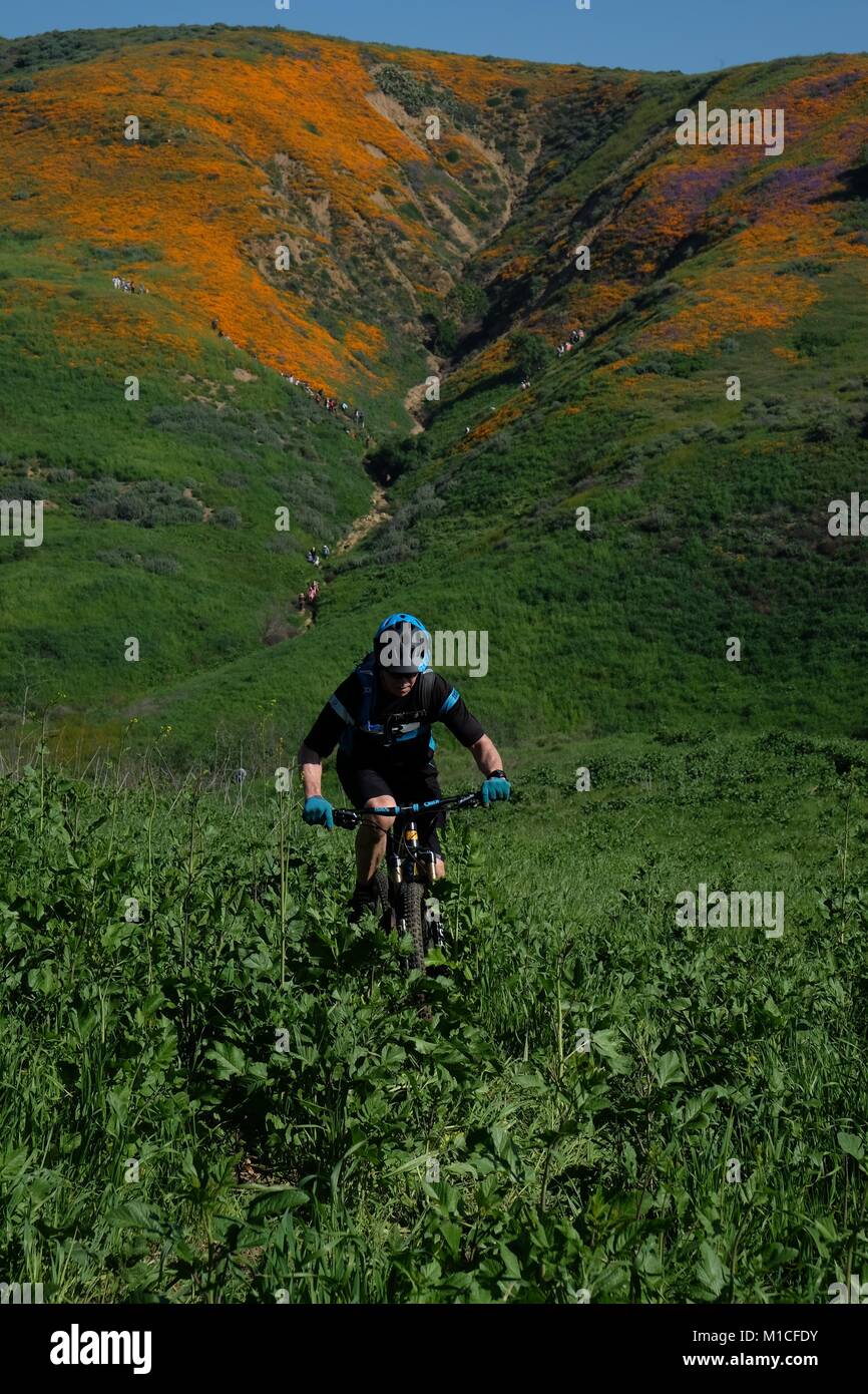 Chino Hills, California, USA. 12th Mar, 2017. A mountain biker with poppy field behind. With the wettest winter California has seen in years, wild flowers are blooming across the south land including Chino Hills, foothills of the Santa Ana Mountains, where a carpet of orange poppies have sprung up in the now lush green state park. The poppy is the California state flower. Chino Hills State Park, a natural open-space area in the hills of Santa Ana Canyon near Riverside, is a critical link in the Puente-Chino Hills biological corridor. It encompasses stands of oaks, sycamores and rolling, grass Stock Photo
