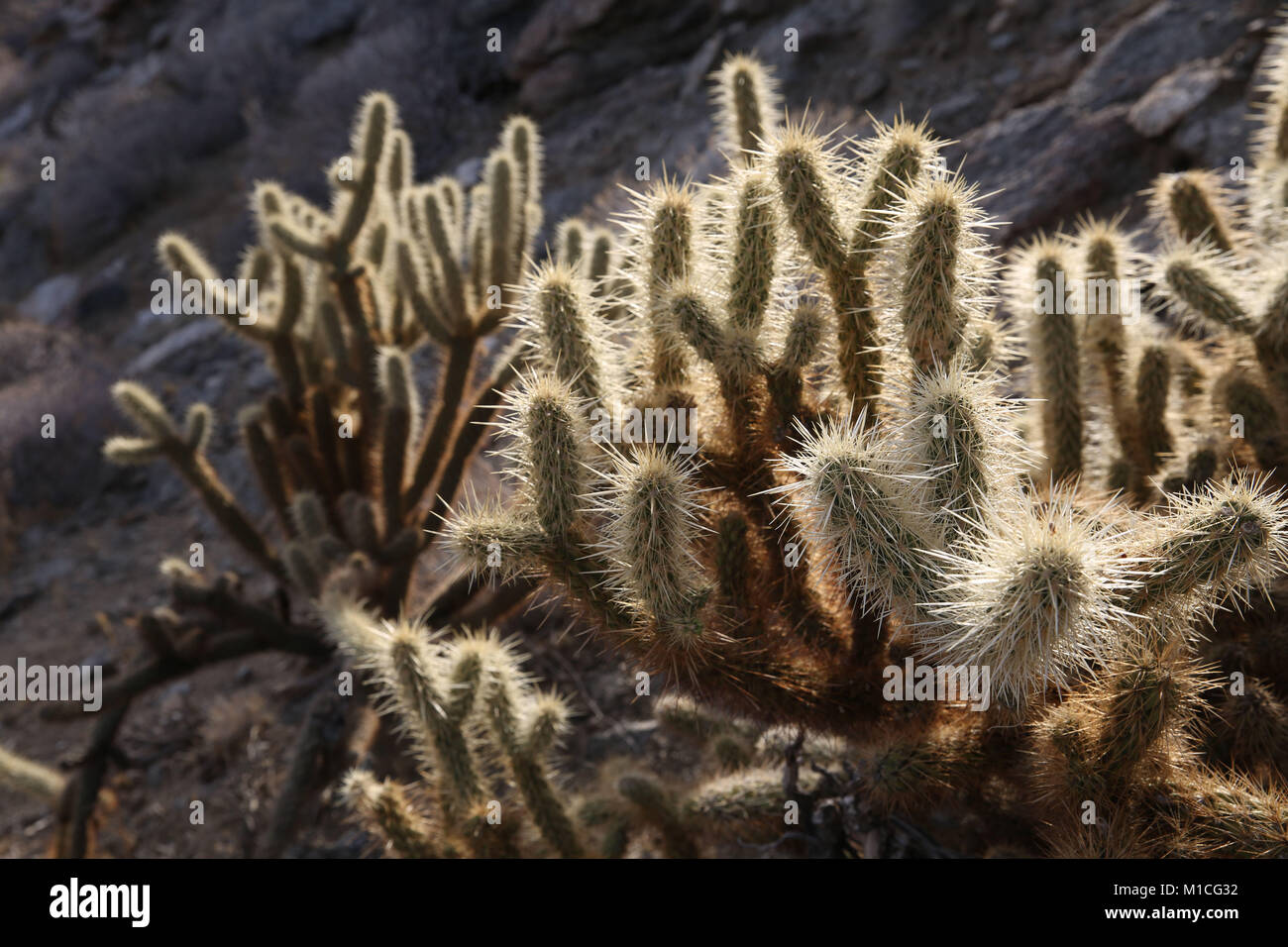 Borrego Springs, California, USA. 10th Dec, 2016. Cactus among rocks in