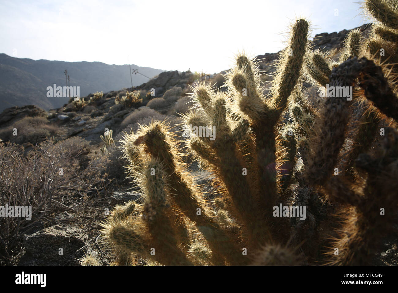 Borrego Springs, California, USA. 10th Dec, 2016. Cactus among rocks in