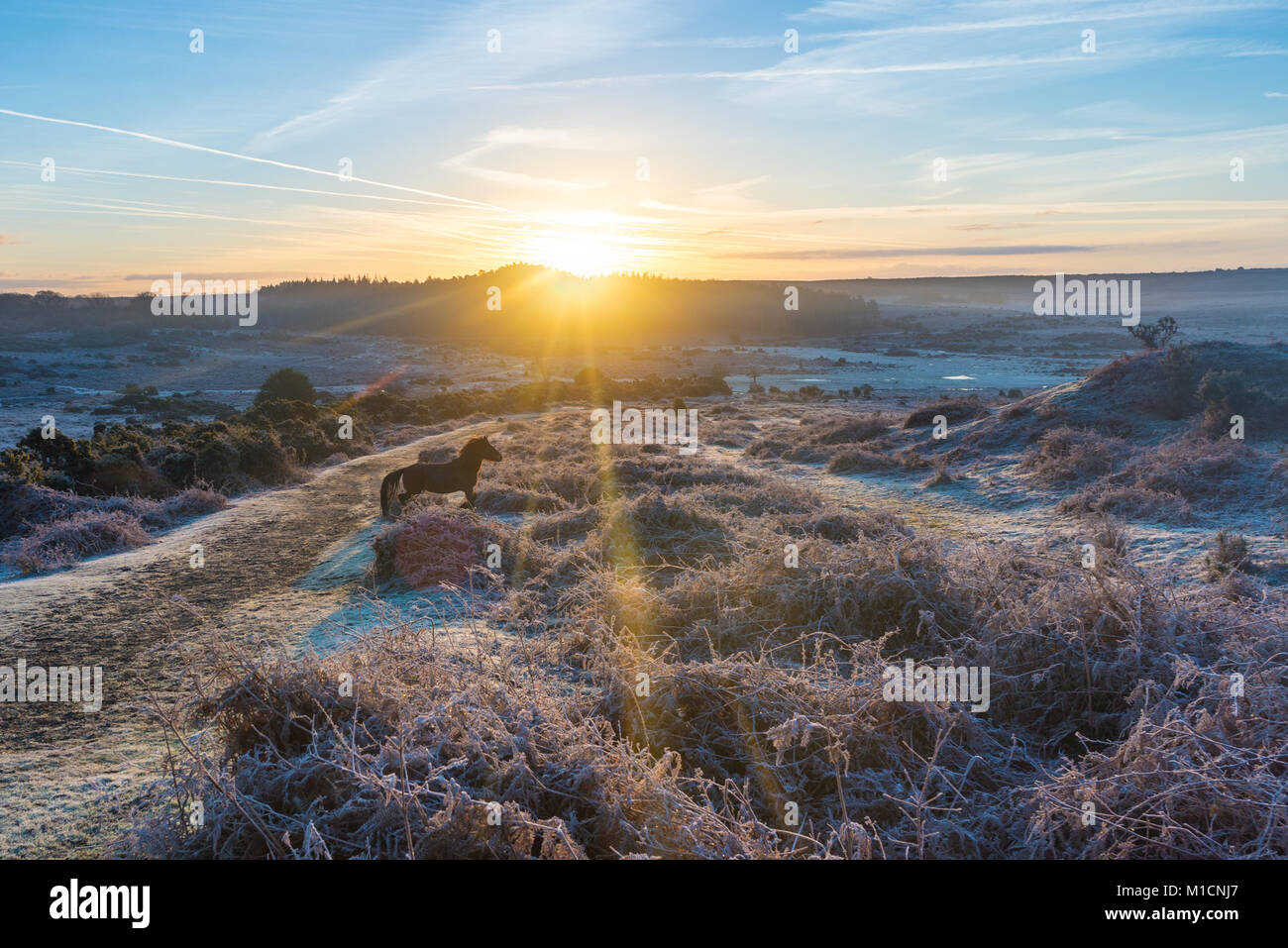 Frosty morning landscape in The New Forest with sunrise and pony running, January Stock Photo