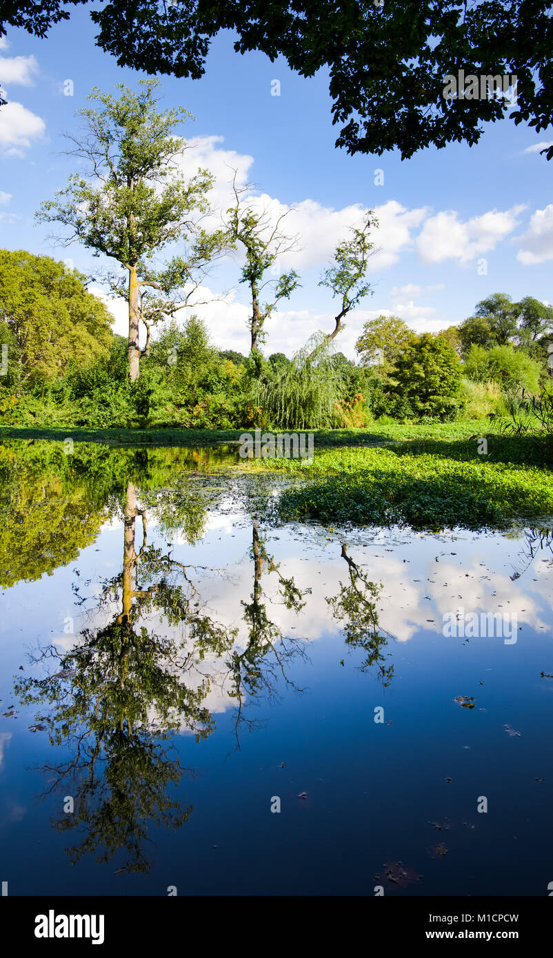Idyllic tree reflection in the calm water surface Stock Photo - Alamy