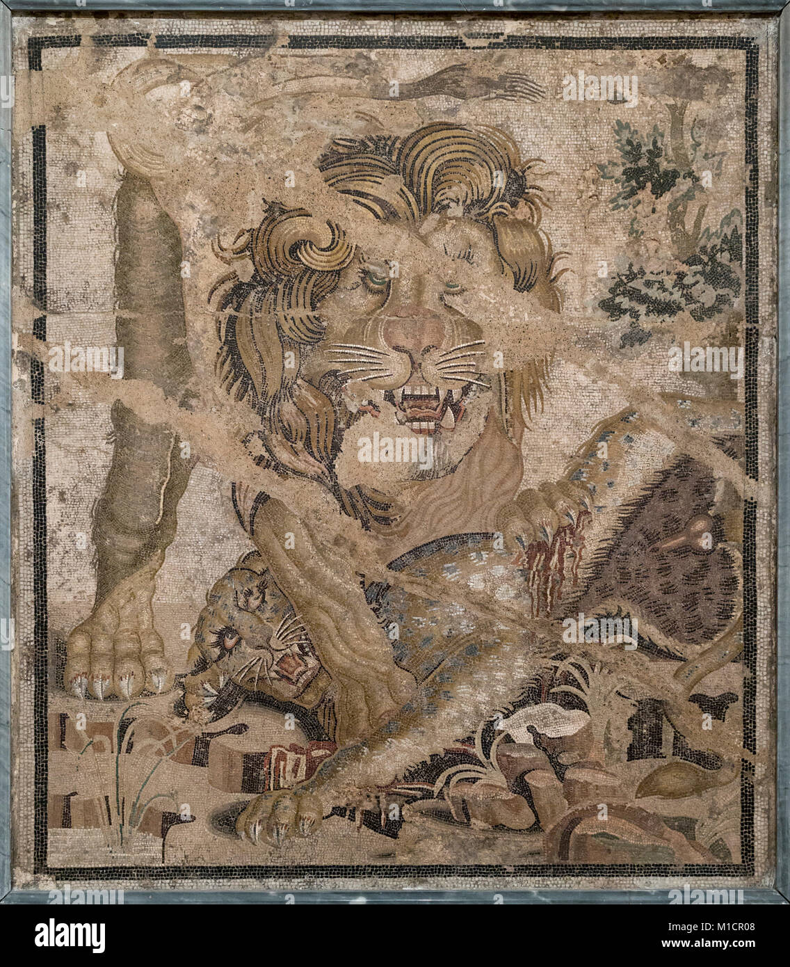 Naples. Italy. Lion attacking Leopard, Roman floor mosaic from Pompeii. Museo Archeologico Nazionale di Napoli. National Archaeological Museum. Stock Photo