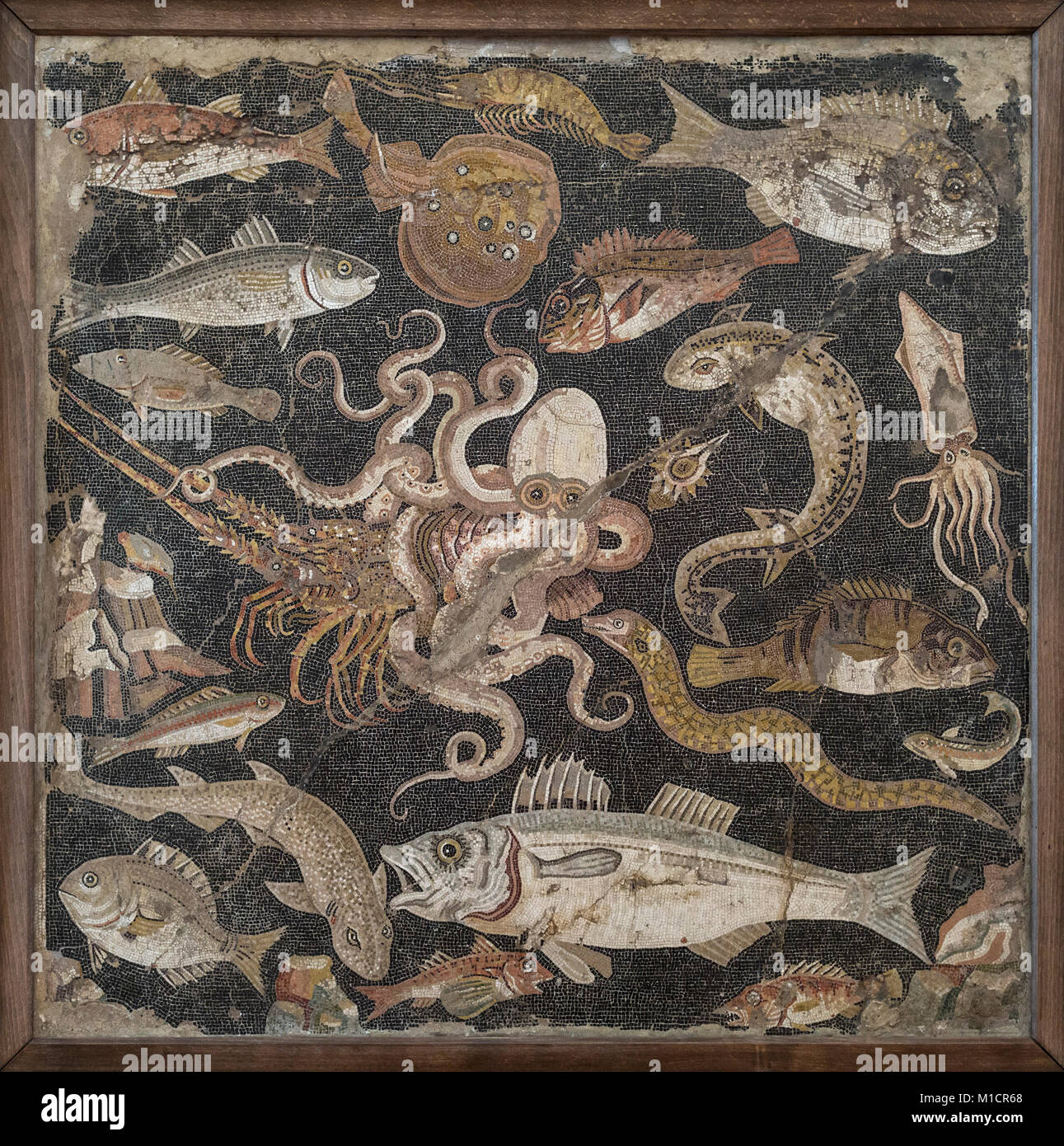 Naples. Italy. Roman mosaic of mediterranean fish and marine life, from Pompeii. Museo Archeologico Nazionale di Napoli. Naples National Archaeologica Stock Photo