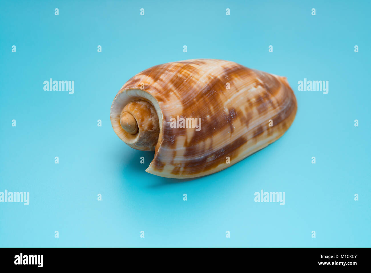 empty cymbium olla on blue background Stock Photo Alamy