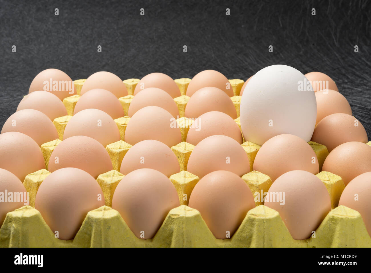 giant size goose egg between small chicken eggs concept of size comparison Stock Photo