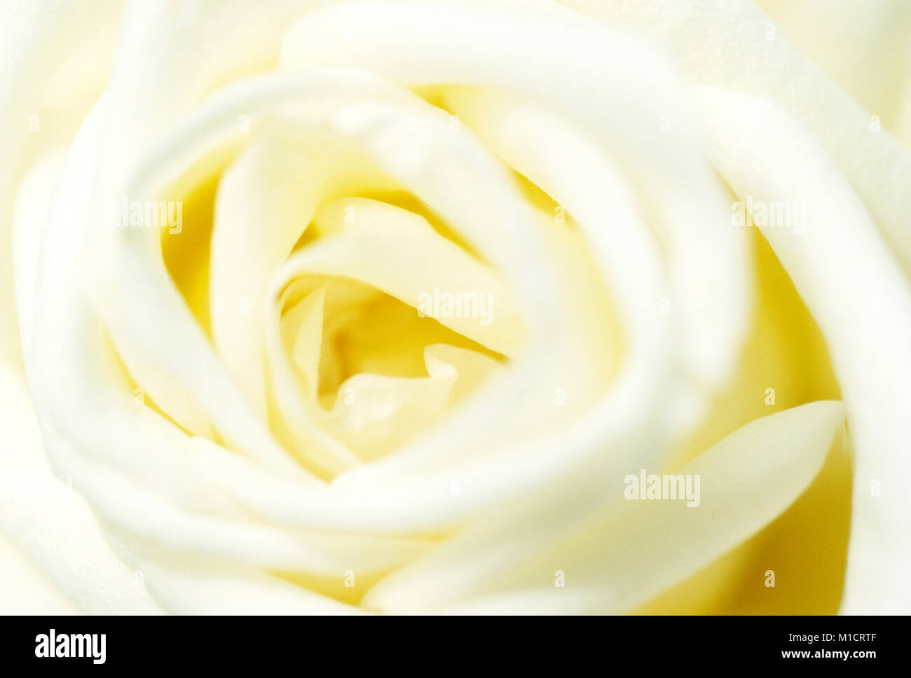 Garden Rose, blossom detail  | Rose, Bluetendetail Stock Photo