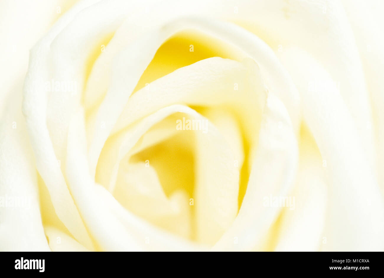 Garden Rose, blossom detail  | Rose, Bluetendetail Stock Photo