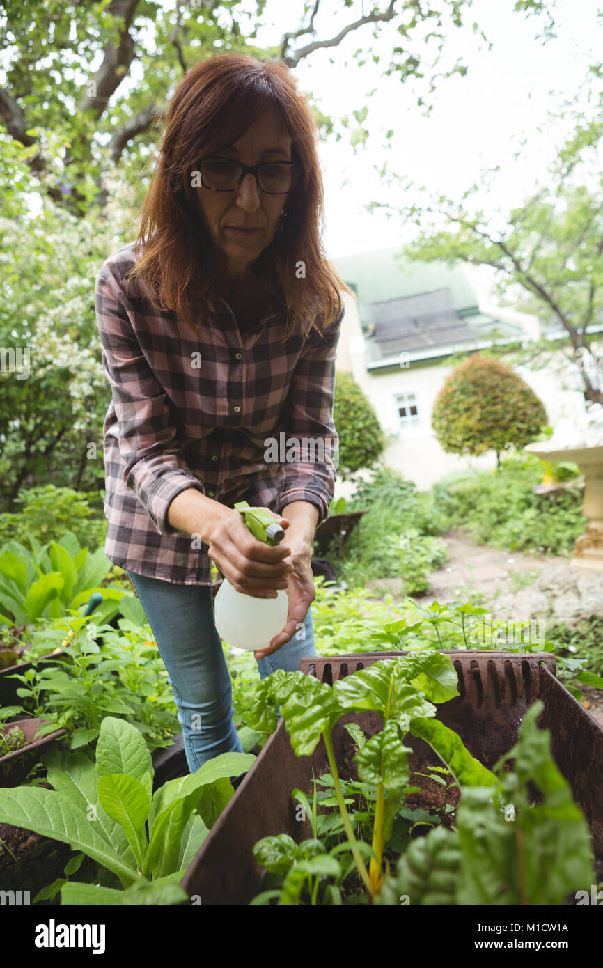 Woman spraying water on plants Stock Photo Alamy