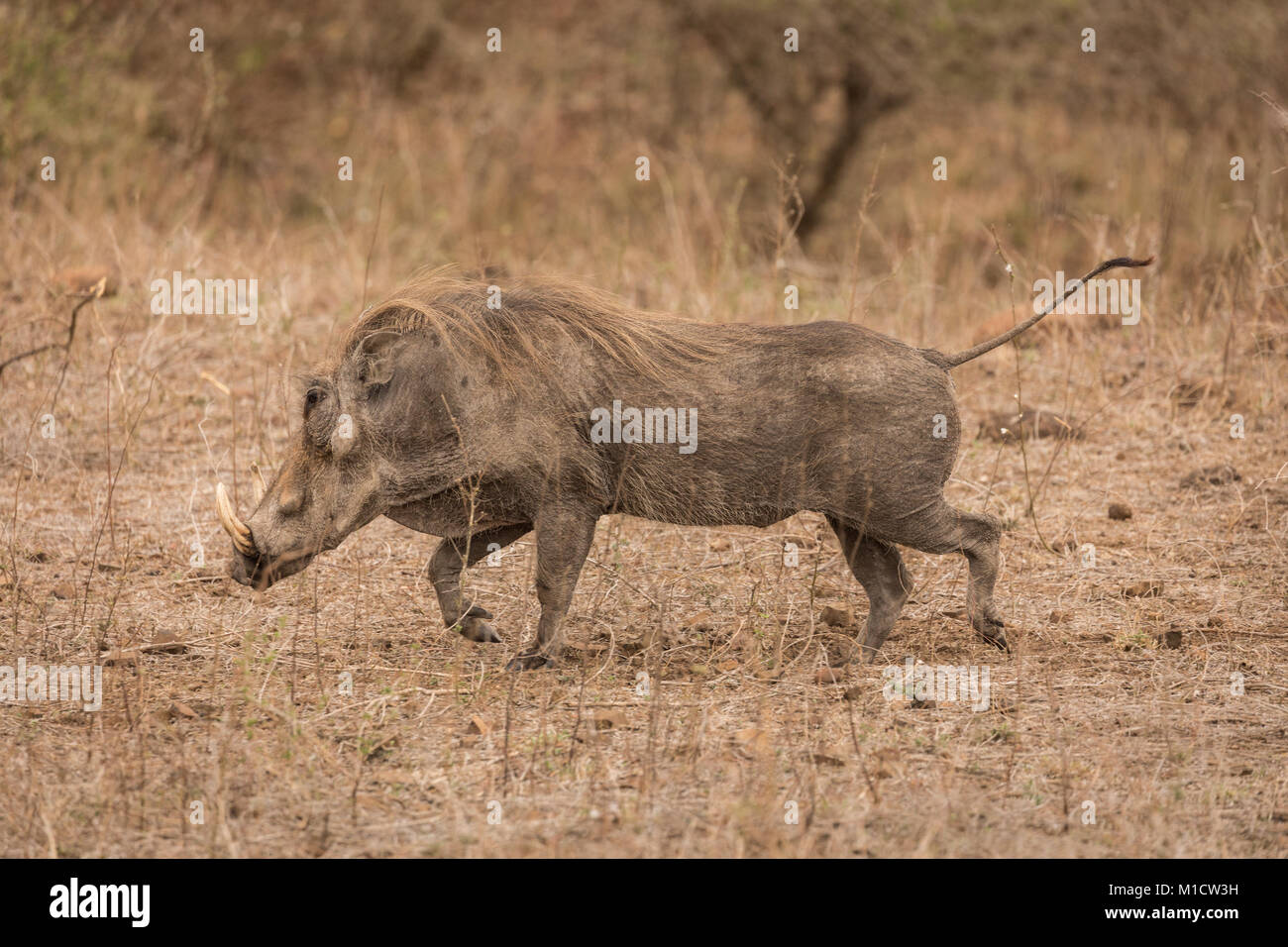 Boar horn hi-res stock photography and images - Alamy