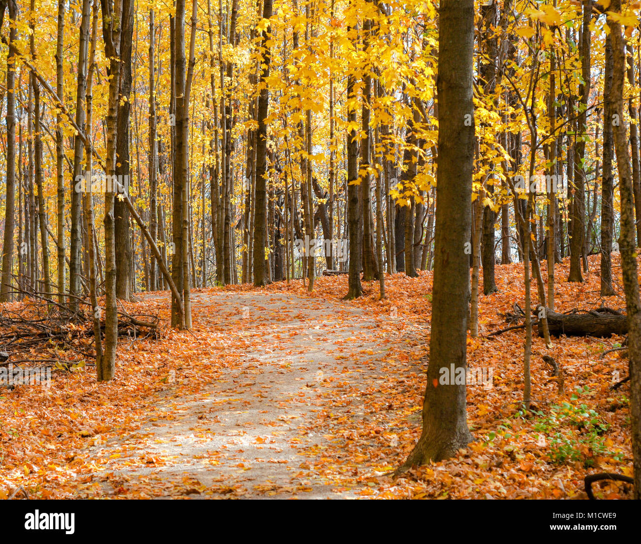 A gravel trail through the woods. Fallen leaves blanket the area. Bright yellow leaves cling to the surrounding tall trees. Stock Photo