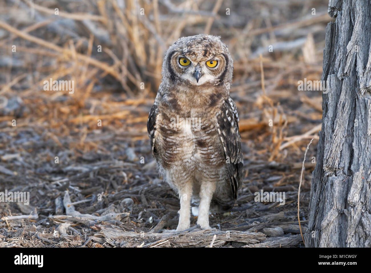 Spotted eagle-owl (Bubo africanus), young bird on the ground looking for prey at dusk, Kgalagadi Transfrontier Park, Northern Cape,South Africa,Africa Stock Photo