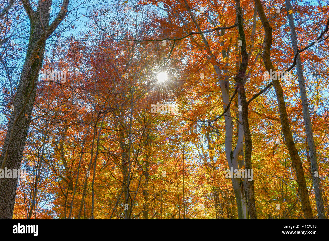 The sun shining through the fall foliage illuminating the leaves and trees surrounding. Stock Photo