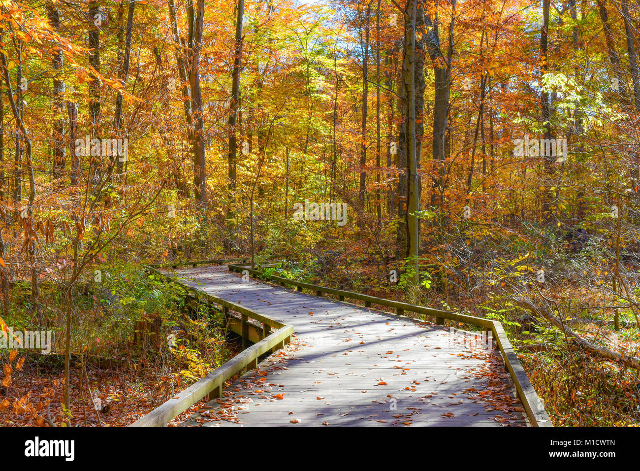 A winding wooden trail through the woods at the peak of fall color. Trees line the path. Stock Photo