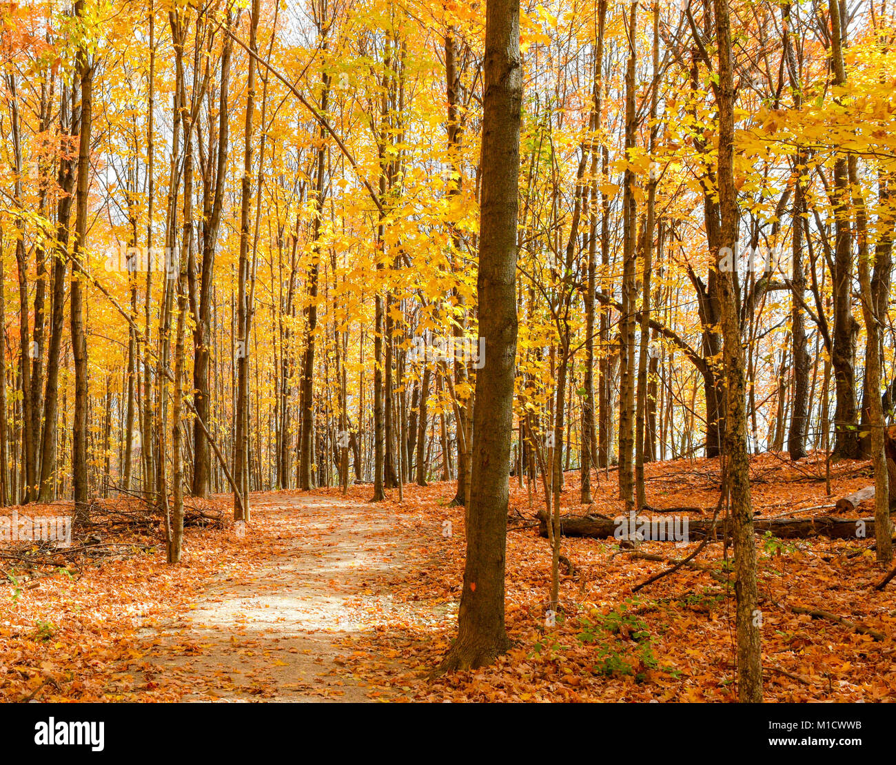 A walking trail through the woods during the peak of fall color. A blanket of leaves surround the trail. Golden leaves cling to the tall trees. Stock Photo