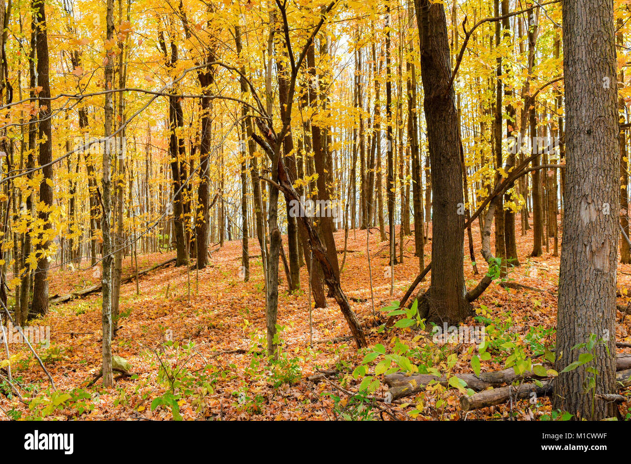 Off the trail in the woods, golden leaves surround the tall trees. Fallen leaves blanket the ground. Stock Photo